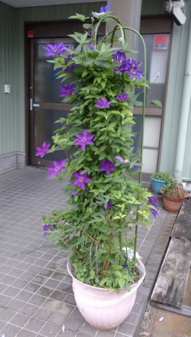 鉄線の花が満開です 新着情報 長谷川工機